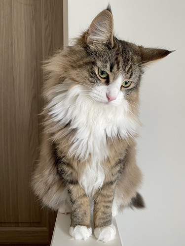 しろあんちゃん