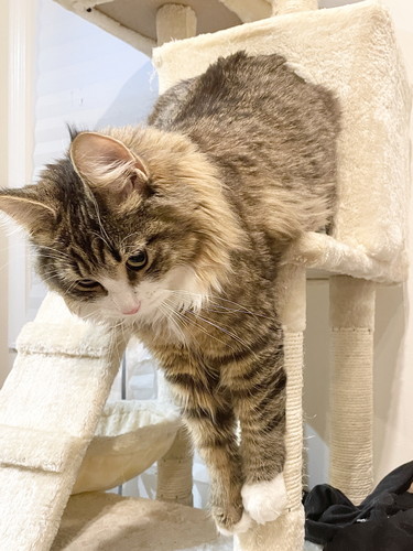 しろあんちゃん