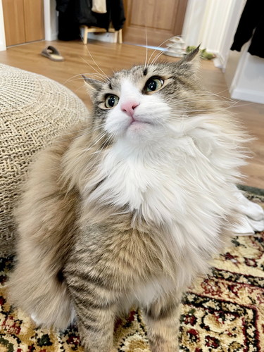 しろあんちゃん