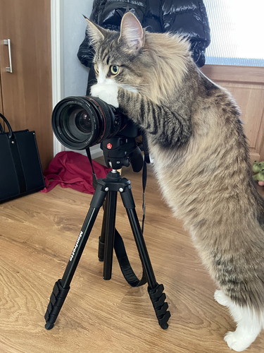 しろあんちゃん