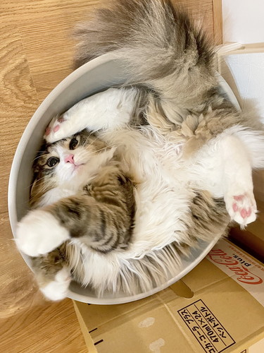 しろあんちゃん