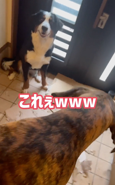 ニコニコバーニーズ