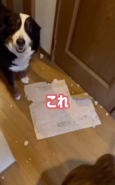 バーニーズこれ