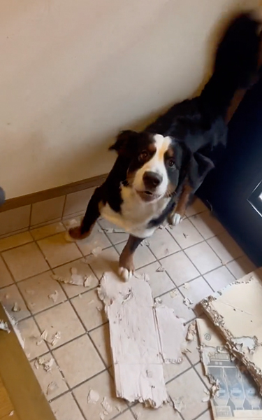 楽しかったバーニーズ