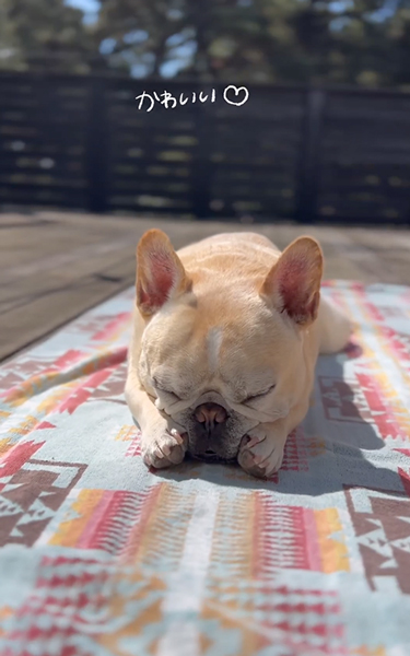 日向ぼっこをするワンコたち