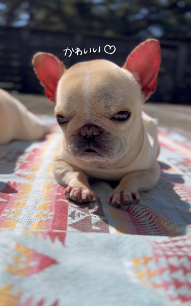 日向ぼっこをするワンコたち