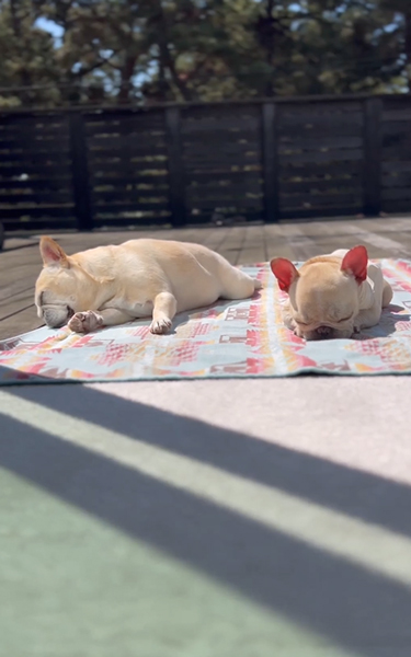 日向ぼっこをするワンコたち