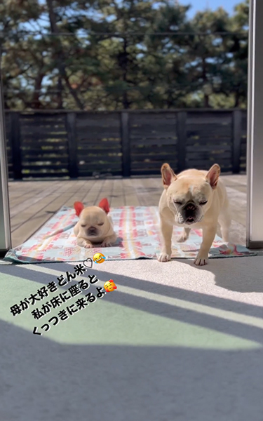 日向ぼっこをするワンコたち