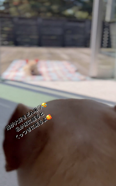 日向ぼっこをするワンコたち