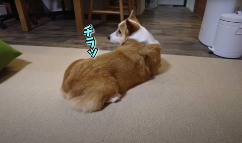 チラッテロップ