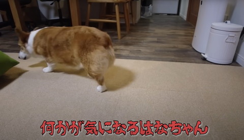 何かが気になるはなちゃん