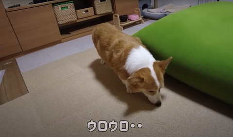 ウロウロテロップ