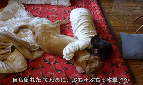 自ら倒れたてんにテロップ