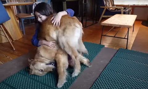 でんぐりがえししそうなワンコ