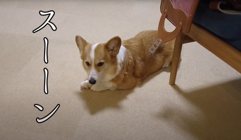 スーンテロップ