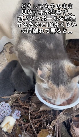 どうしてもそのまま見放すテロップ