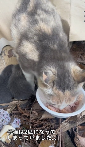 子猫は2匹になってテロップ