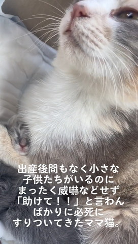 出産間もなくテロップ