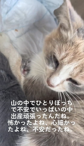 山の中ひとりぼっちテロップ