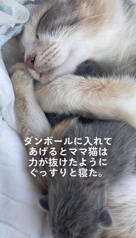 ダンボールに入れてあげるとテロップ