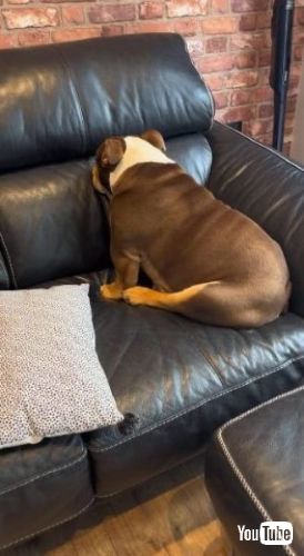 シラを切る犬