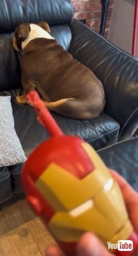 シラを切る犬