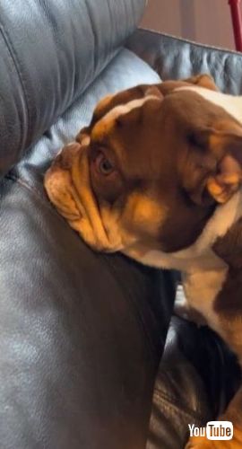 シラを切る犬
