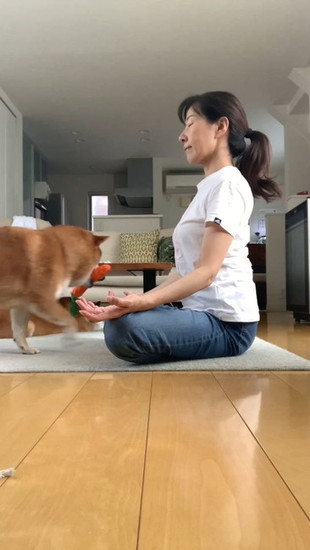 オモチャを持ってくる犬