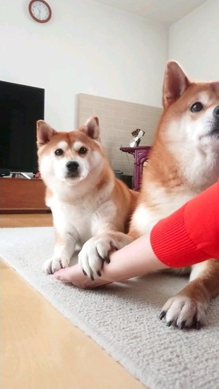 同時にお手する犬の親子