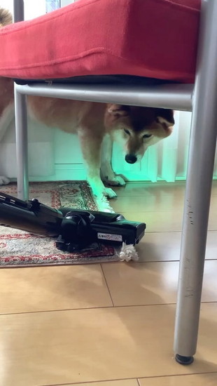掃除機を見る犬
