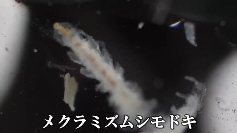 採集