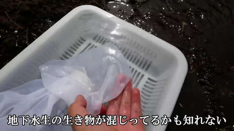 採集