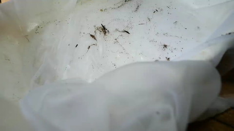 採集