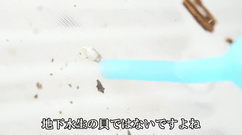 採集