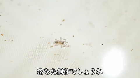 採集