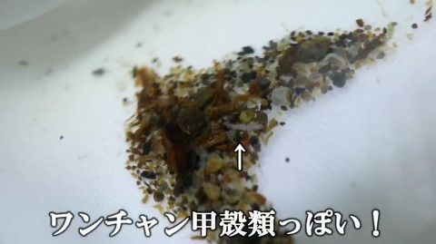 採集