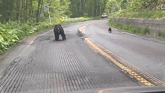 北海道　新冠町万世　熊　ヒグマ　出没　注意喚起