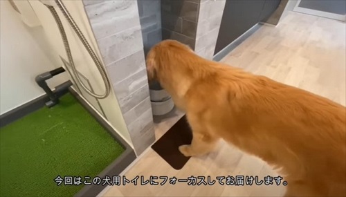 犬専用の水洗トイレを設置した飼い主さん
