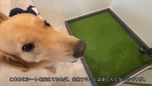 犬専用の水洗トイレを設置した飼い主さん