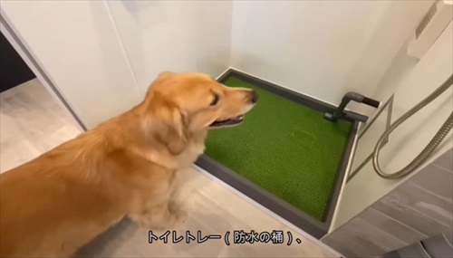 犬専用の水洗トイレを設置した飼い主さん