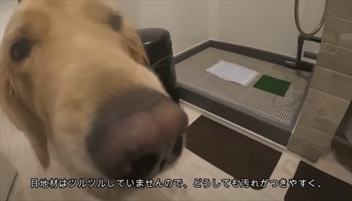 犬専用の水洗トイレを設置した飼い主さん