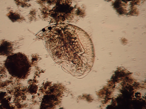 ミジンコ。確かに似てる！