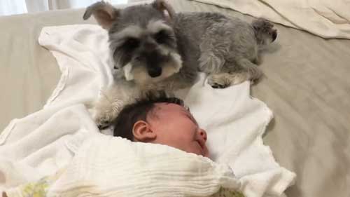 犬 子ども 添い寝 1年目 4年 ビフォーアフター 成長 仲良し 赤ちゃん 娘 ワンコ