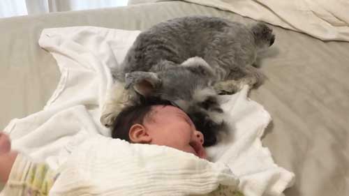 犬 子ども 添い寝 1年目 4年 ビフォーアフター 成長 仲良し 赤ちゃん 娘 ワンコ