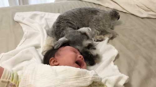 犬 子ども 添い寝 1年目 4年 ビフォーアフター 成長 仲良し 赤ちゃん 娘 ワンコ