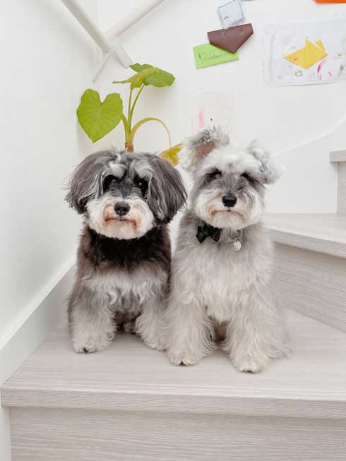 犬 子ども 添い寝 1年目 4年 ビフォーアフター 成長 仲良し 赤ちゃん 娘 ワンコ