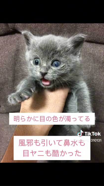 6年前に保護した子猫