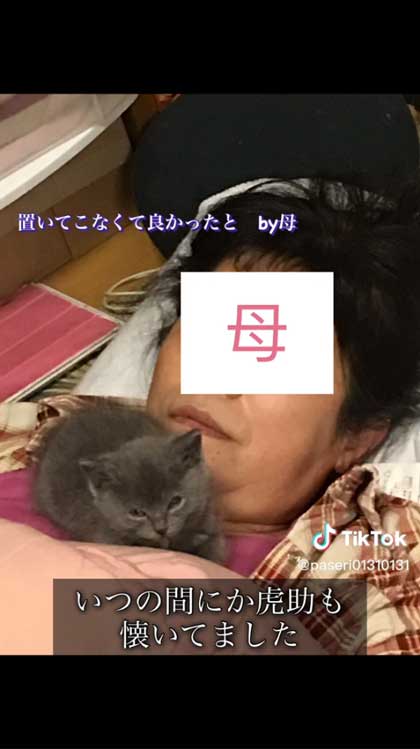 6年前に保護した子猫