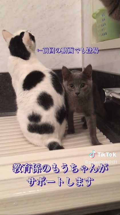 6年前に保護した子猫