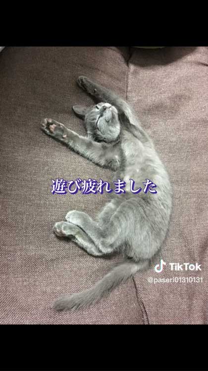 6年前に保護した子猫